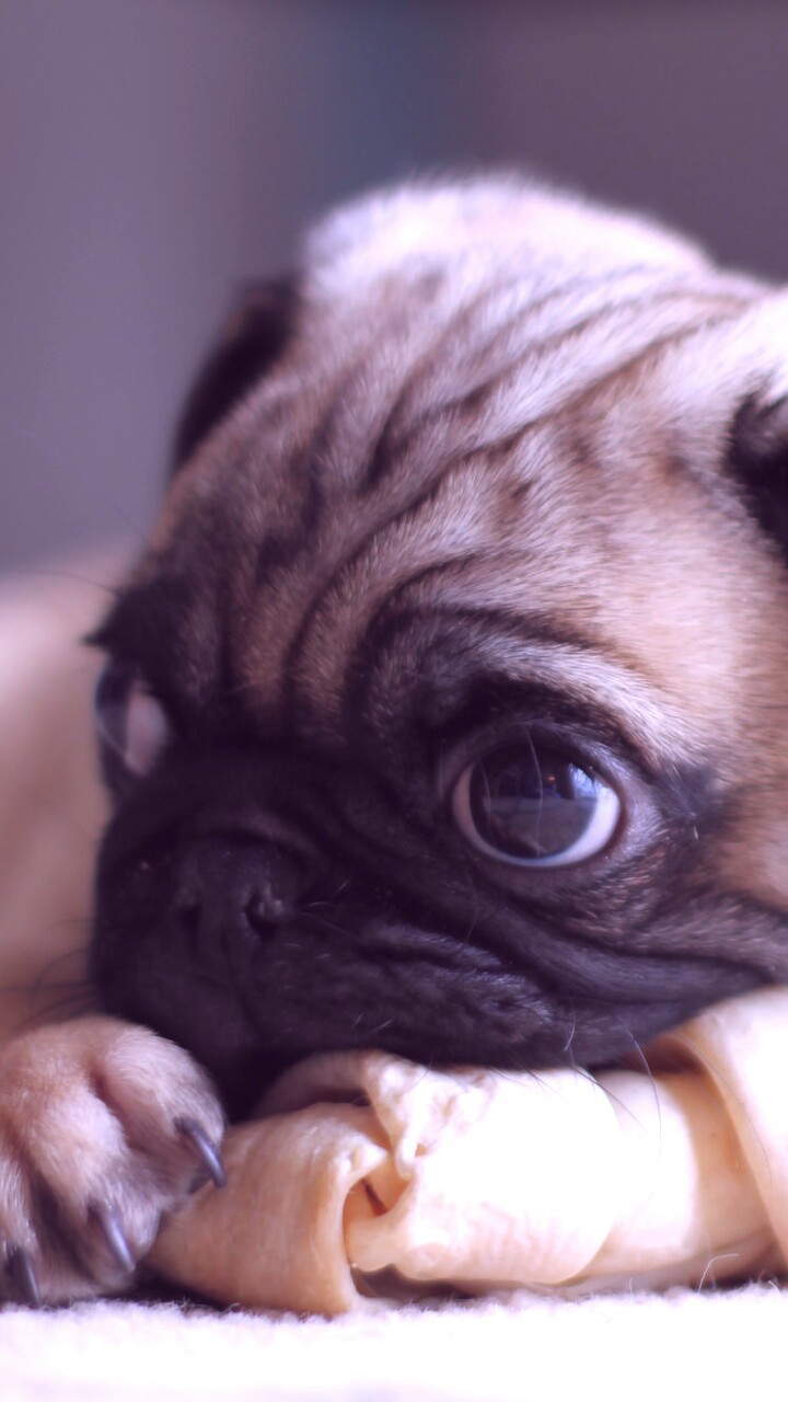 720x1280  Pug And Wallpaper Image - Cute Baby Pug - 720x1280 - Скачать HD обои - WallpaperTip