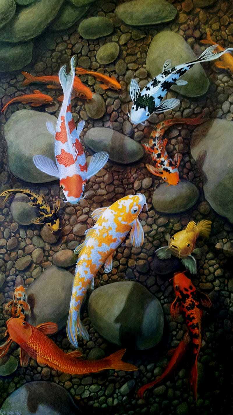 800x1422 Wallpaper Koi Fish - IXPAP