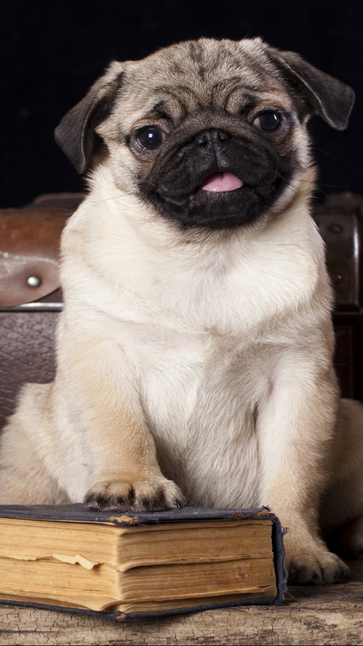 720x1280   Животное / Мопс (720x1280) ID обоев: 185319 - Mobile Abyss