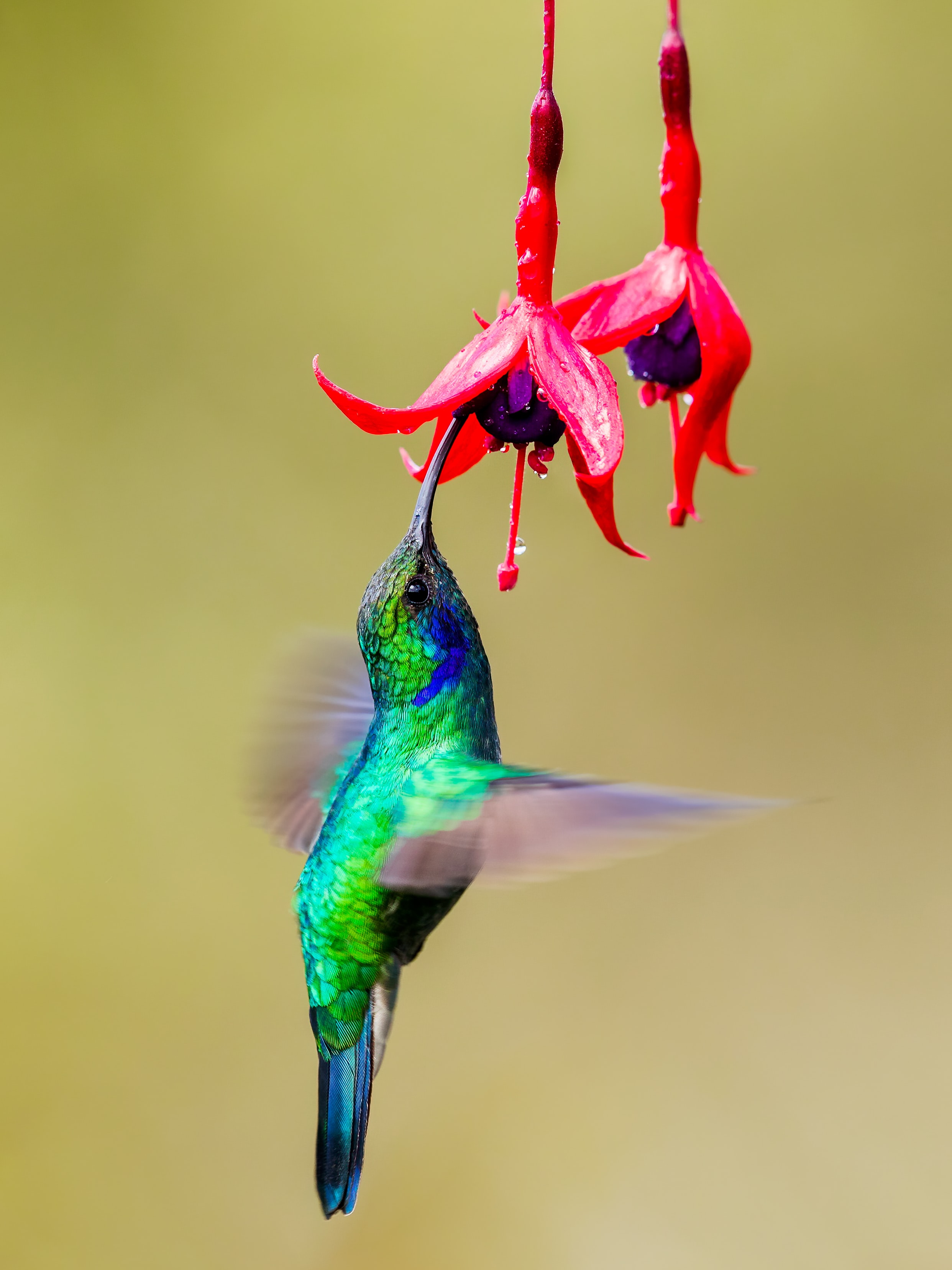 2484x3312   350+ Картинки Hummingbird [HD] | Скачать фотографии на unsplash