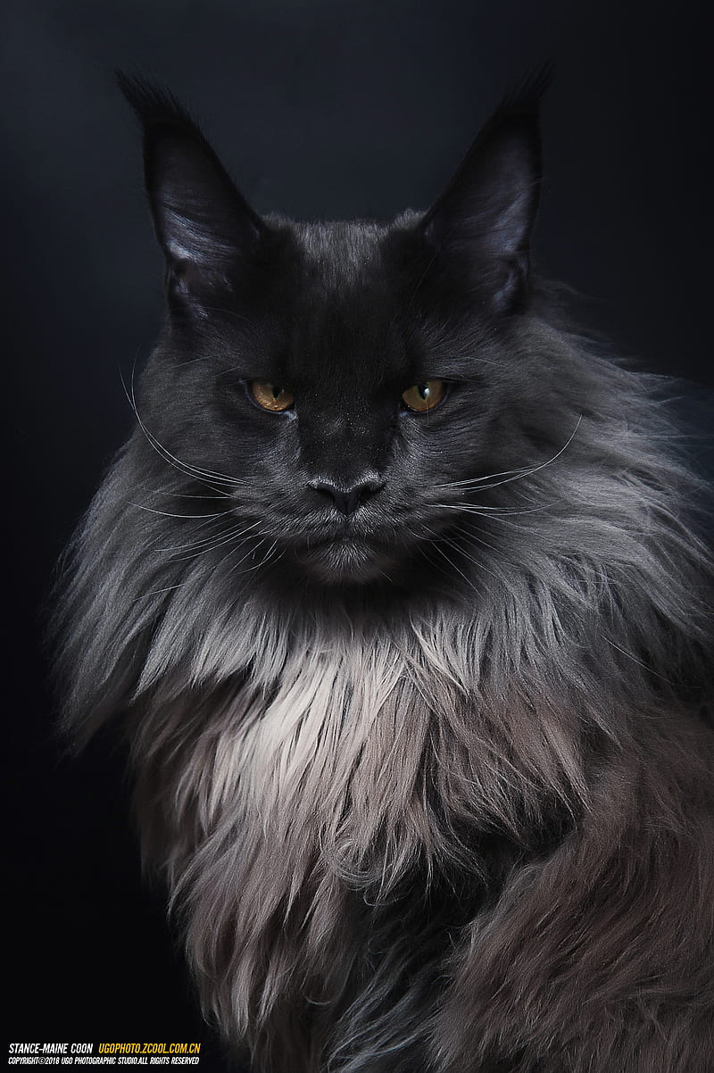 800x1202  Maine Coon Cat Фотографии | Скачать бесплатные изображения на Unsplash