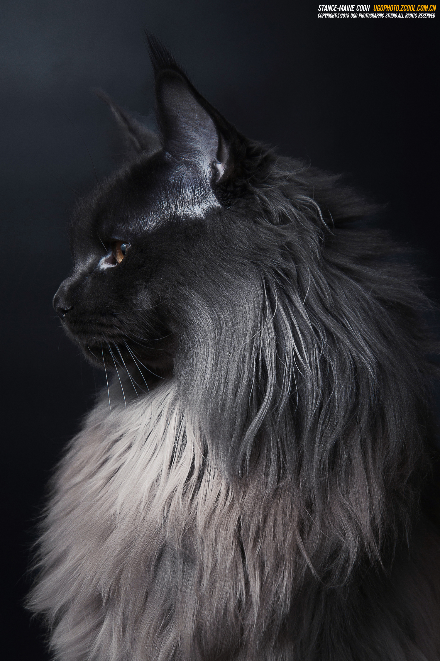 1500x2254  Maine Coon Cat Фотография | Скачать бесплатные изображения на Unsplash