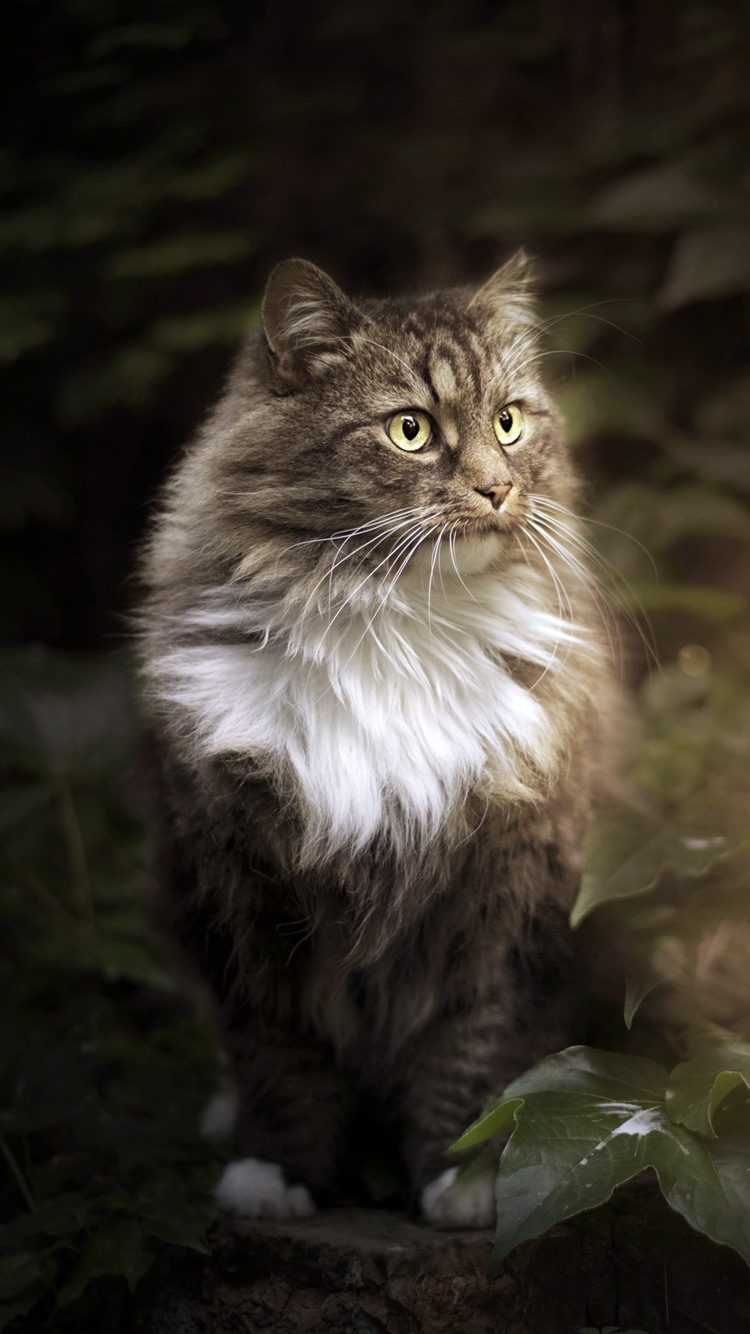 750x1334  Maine куны (Sitting, снег, зима) HD Cat Wallpaper