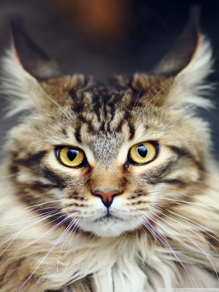 768x1024  Wallpaper Серый кот и лампа, листья 2560x1600 HD изображения, Image