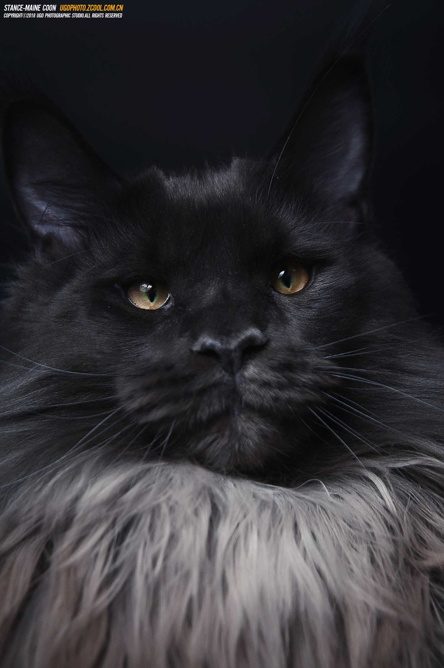 1500x2254  40 iPhone Maine Coon Обои - Гламурная Cats