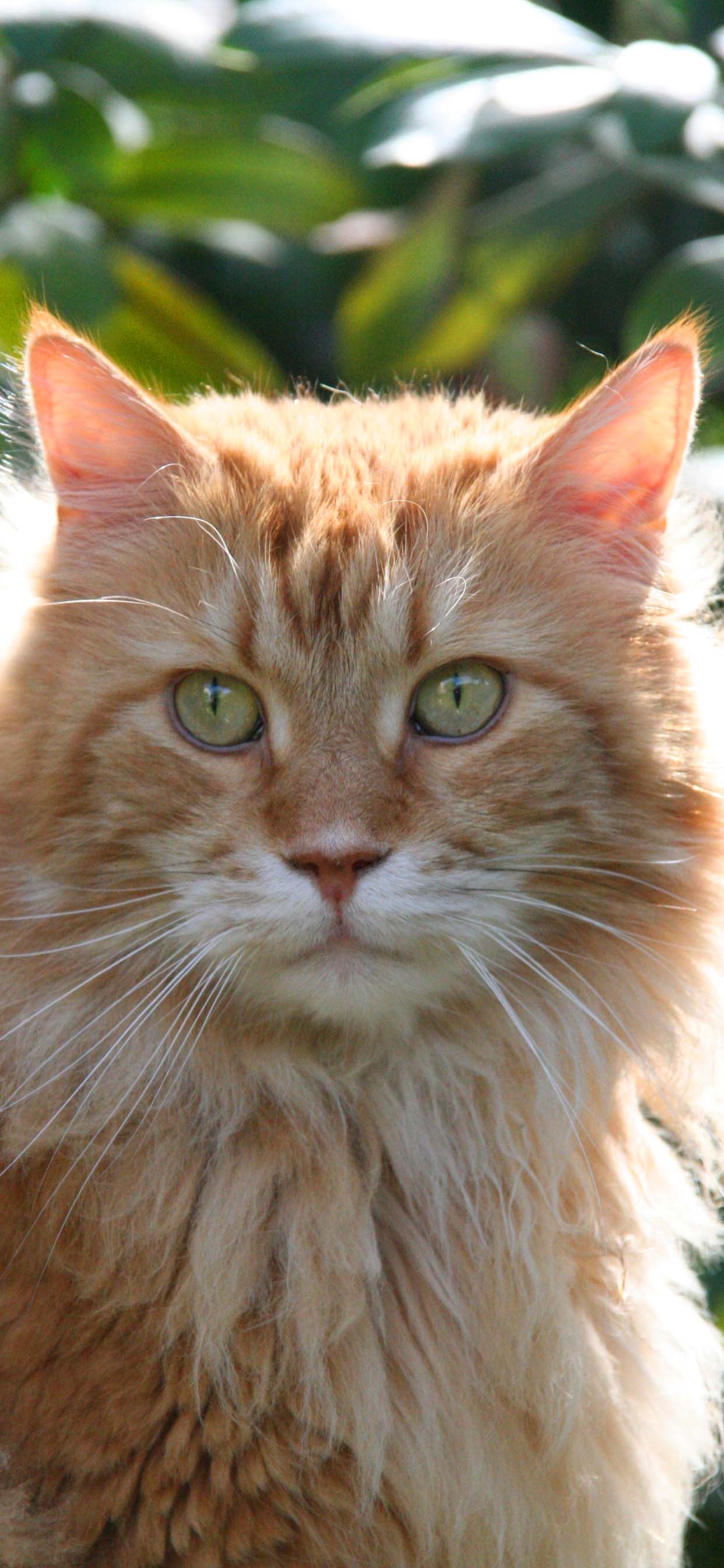 1242x2688  Wallpaper: кошки, мейн-кун, животные 1500x2254 - JAPANTOKIO - 1423509 - HD обои - WallHere