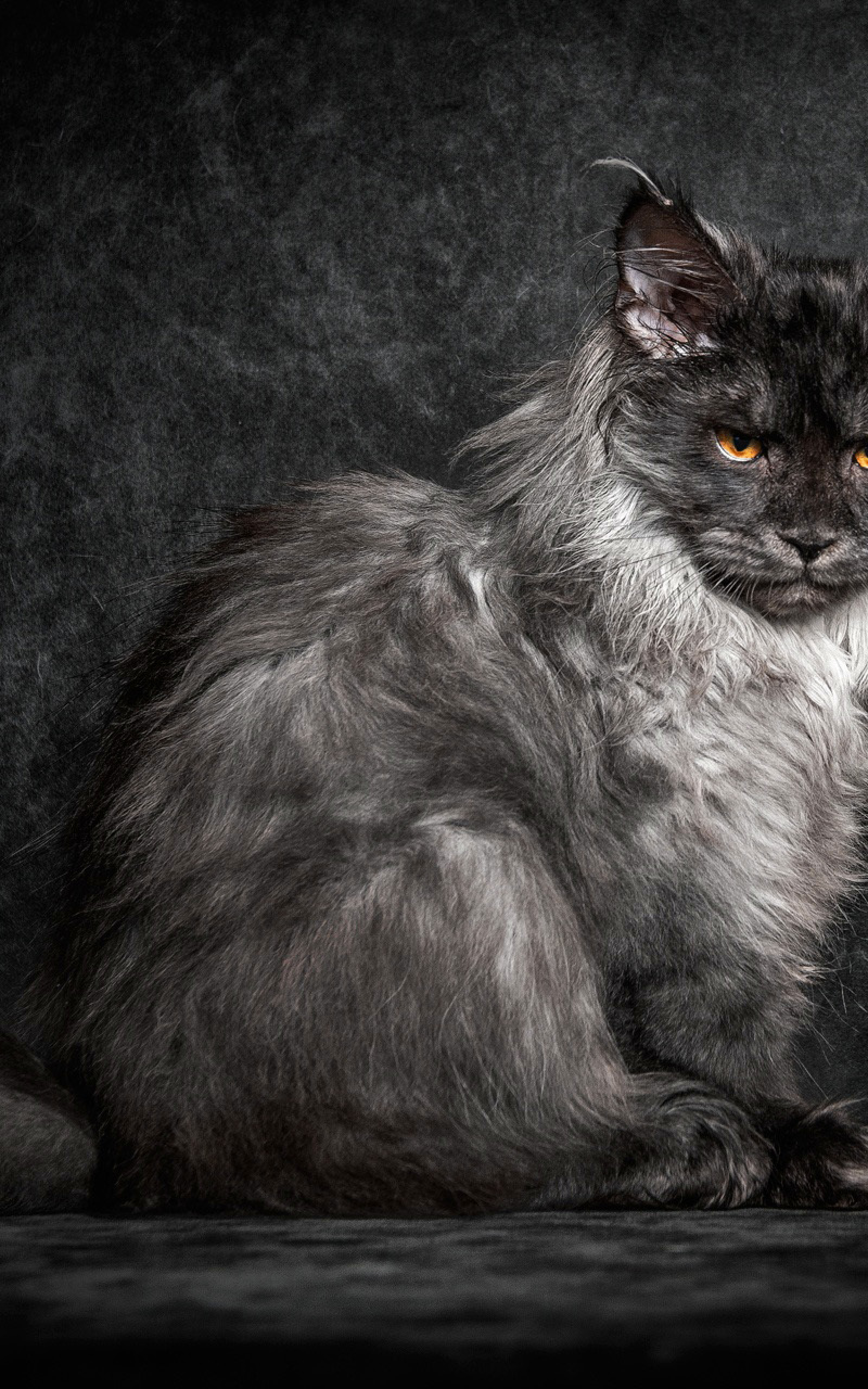 1600x2560  HD обои: длинные меха черный котенок фотография, кошки, мейн куны, кошка портрет | Обои Flare