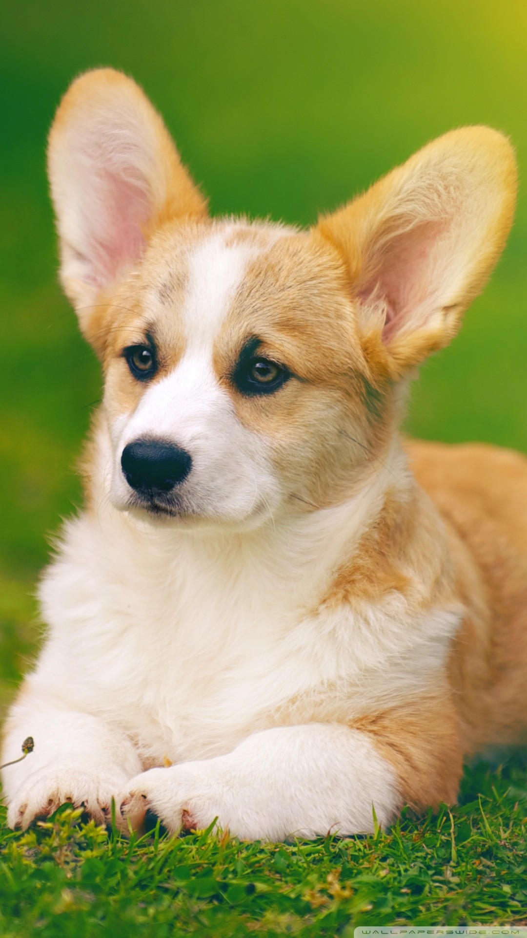 1080x1920 Best 41+ Pembroke Welsh Corgi Wallpaper on HipWallpaper | Обои для рабочего стола Corgi Щенок корги и обои Fursuit для корги 