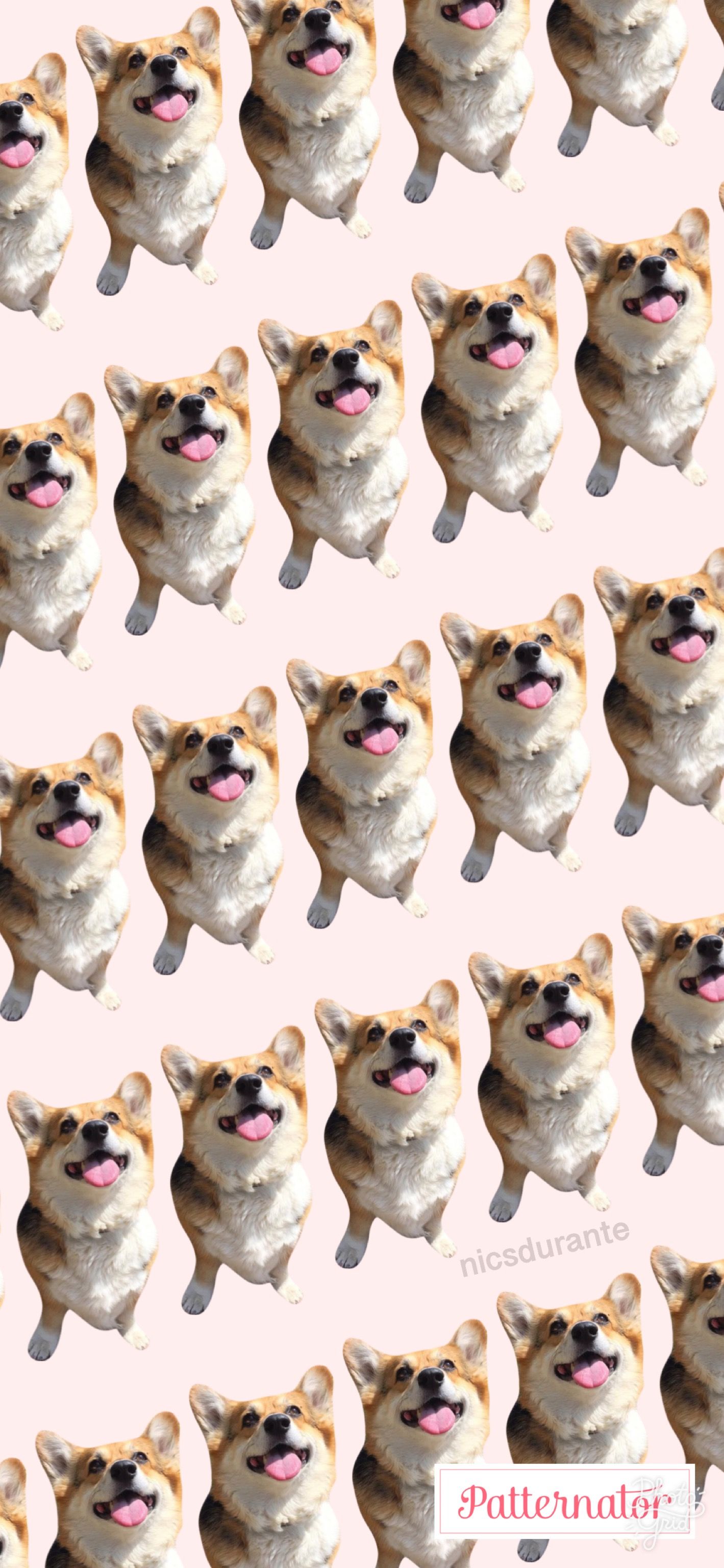 1419x3072 CorgiWallpaper #Dog #Wallpaper #PatternWallpaper #Animals #Cute (с изображениями) | Милые животные Обои корги Собака телефон 