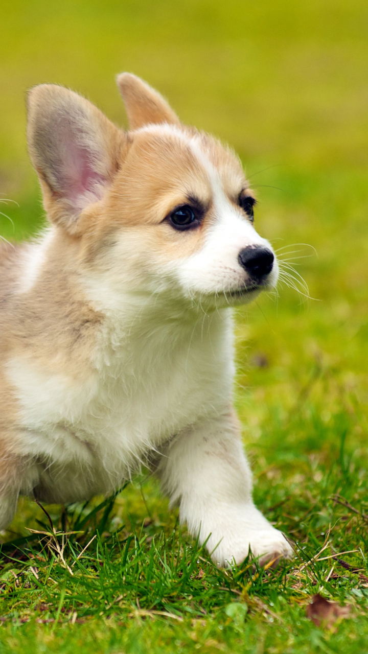 720x1280 Animal / Corgi (720x1280) ID обоев: 715625 - Mobile Abyss