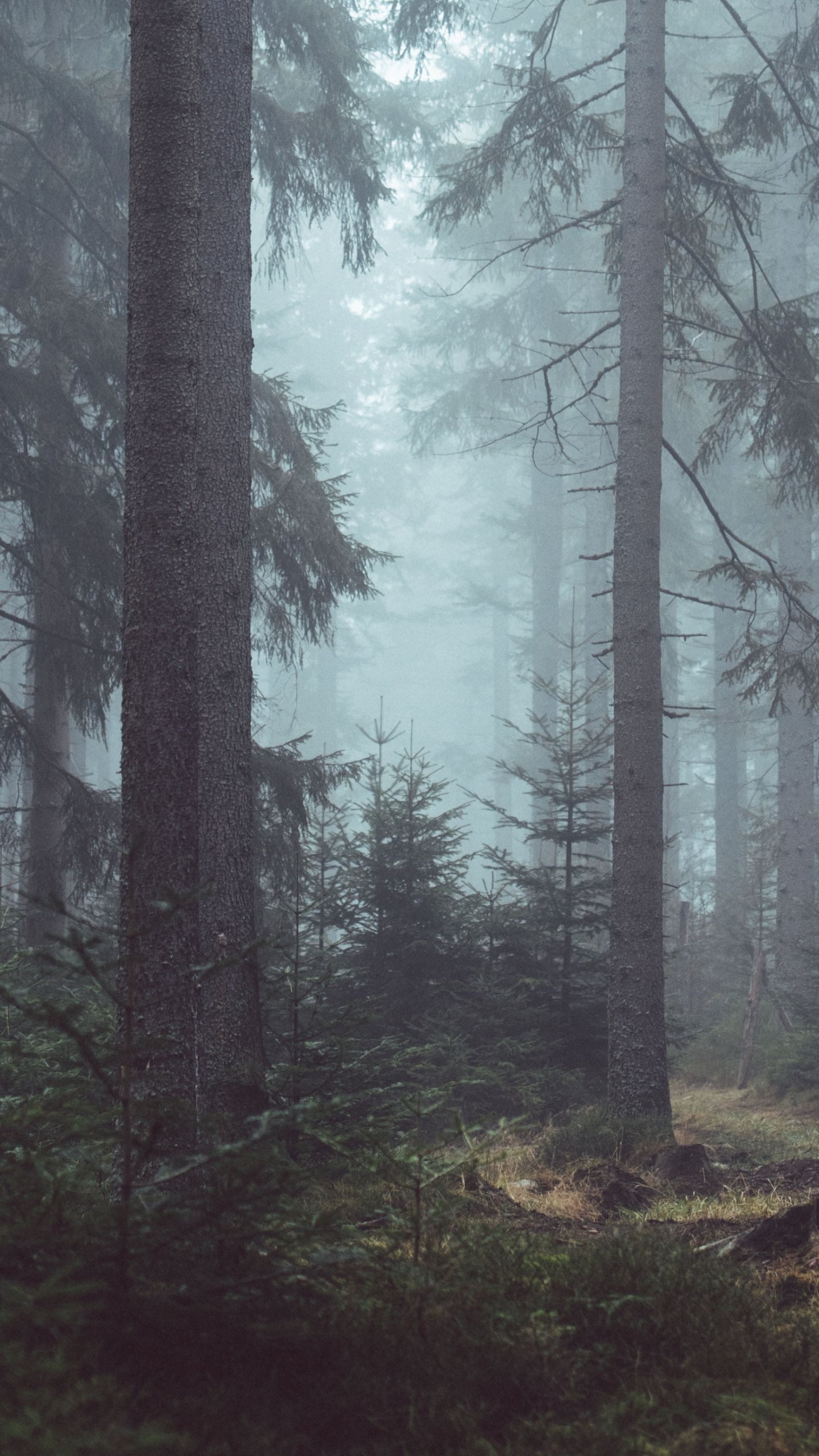 1440x2560 Misty Forest Wallpaper - iPhone Android u0026 Обои для рабочего стола