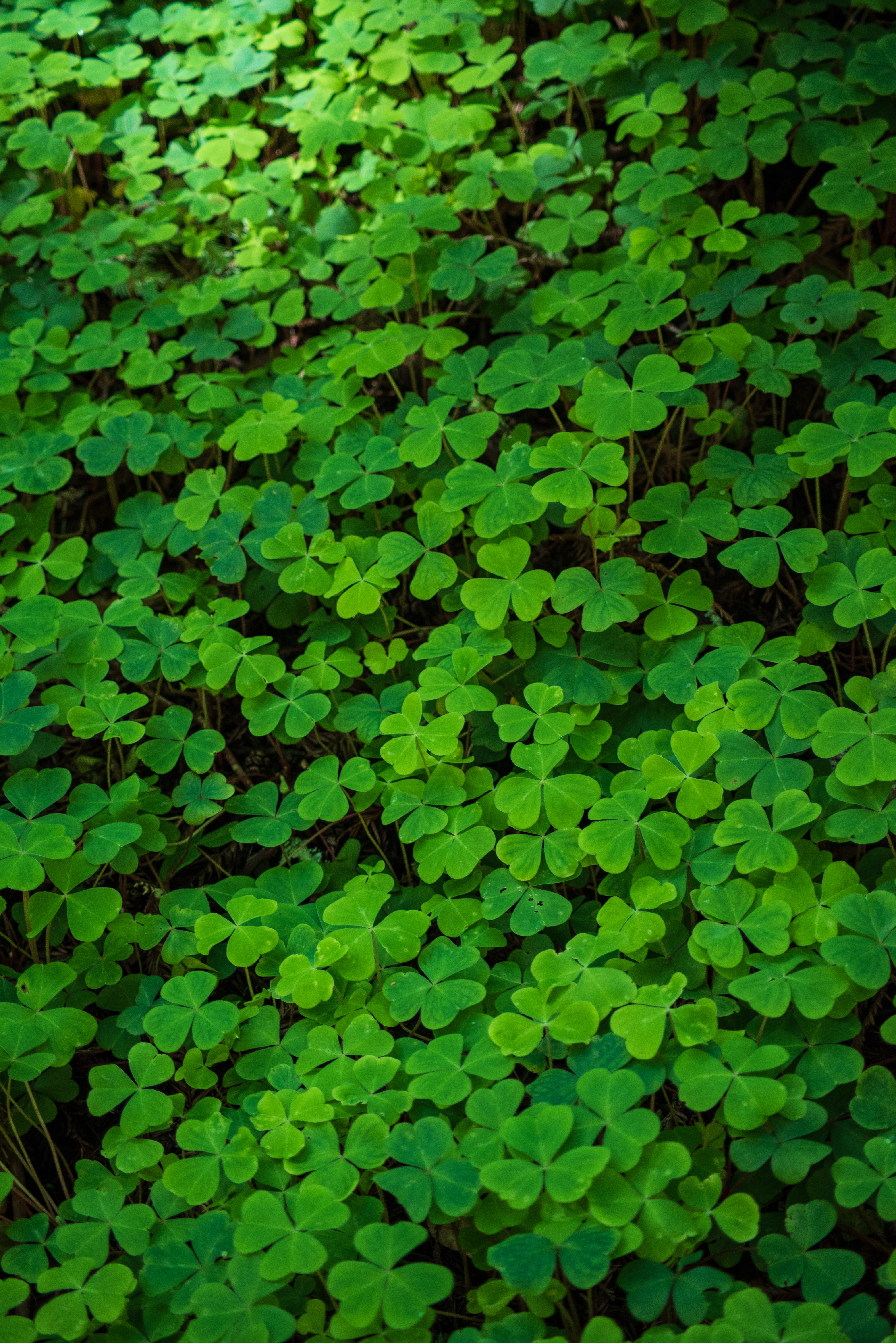 4016x6016 https: //www.idlewp.com/four-leaf-clover-wallpaper-4-2/