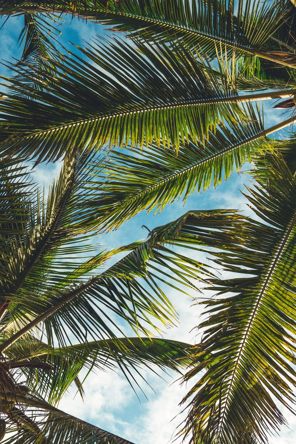 1000x1500  tropical iPhone Wallpapers - Топ бесплатно Тропический iPhone Фон - WallpaperAccess