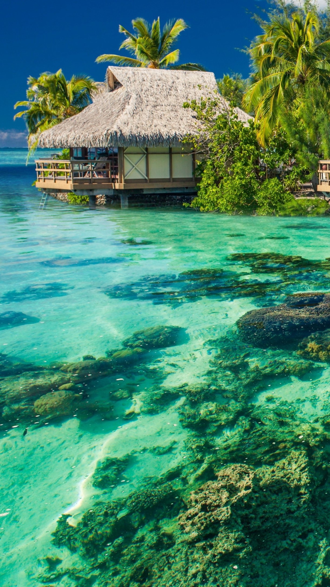 1080x1920   37+] живые тропические обои на wallpapersafari