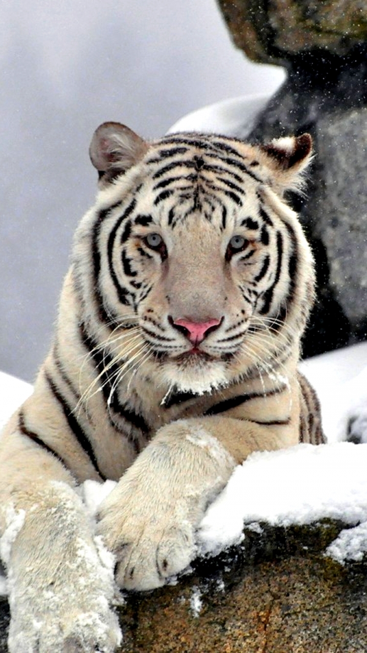 750x1334  white Tiger Wallpapers für Android - APK Herunterladen