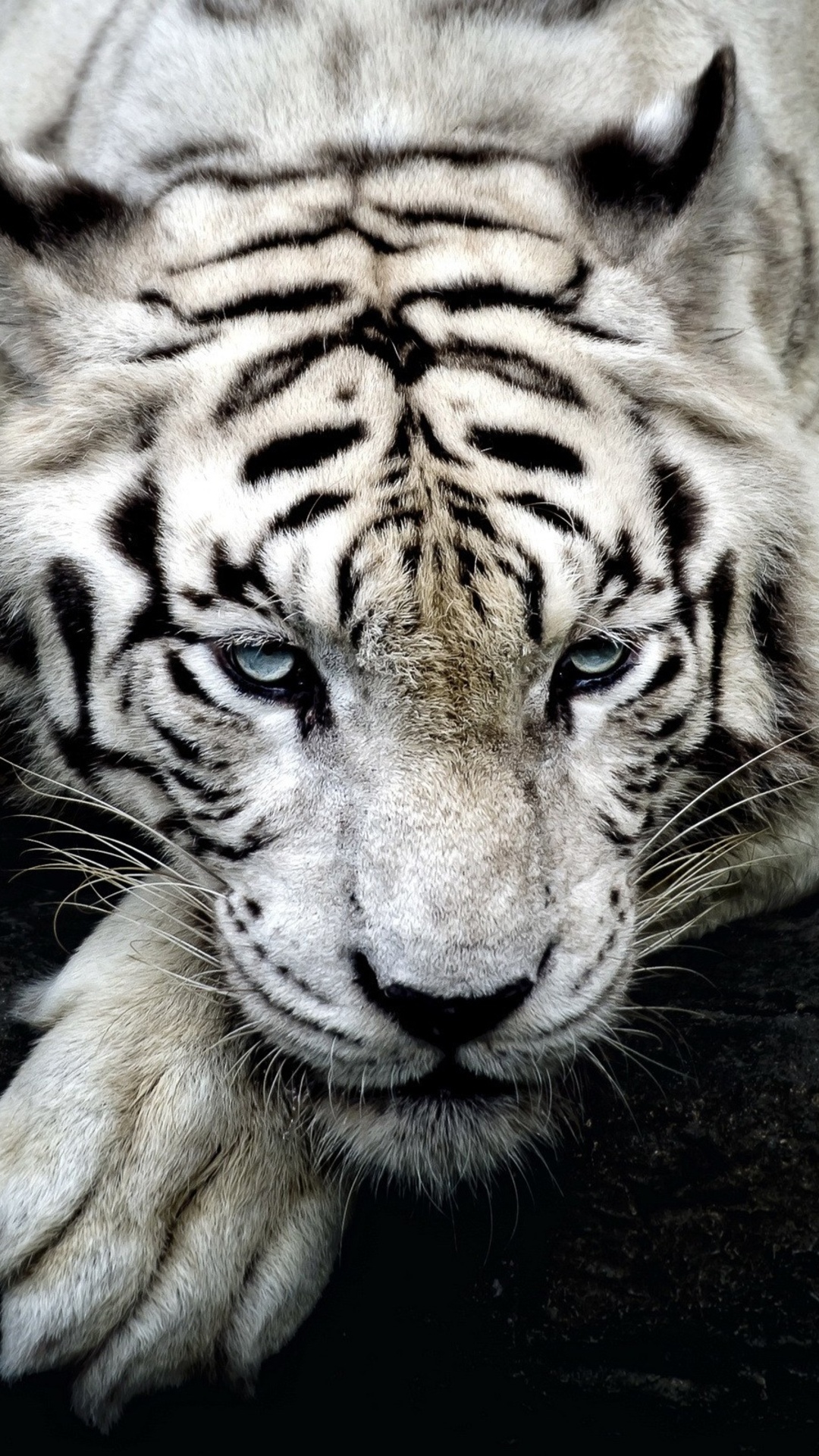1080x1920   ✓ [40+] White Tiger Wallpaper - Android / iPhone HD обои фона скачать (PNG / JPG) (2022) 
