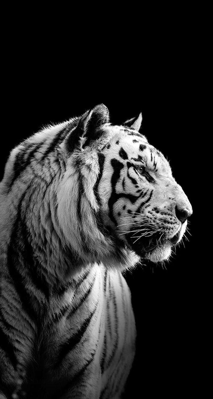 714x1334  white Tiger на мобильном обои - мобильные телефоны 