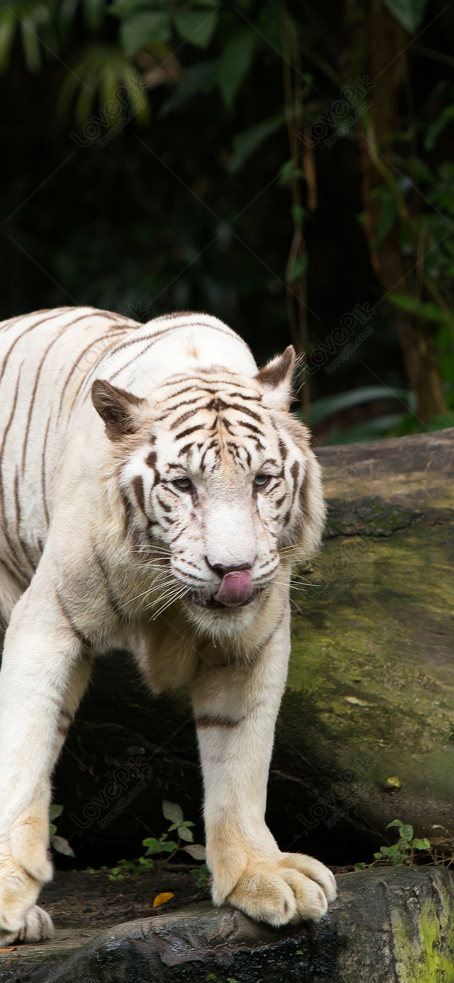 650x1407  white Tiger Animaling Mobile 图片 Tiger 图片 животное 图片 s 照片 从 lorri |照片 图像 图像 图像 