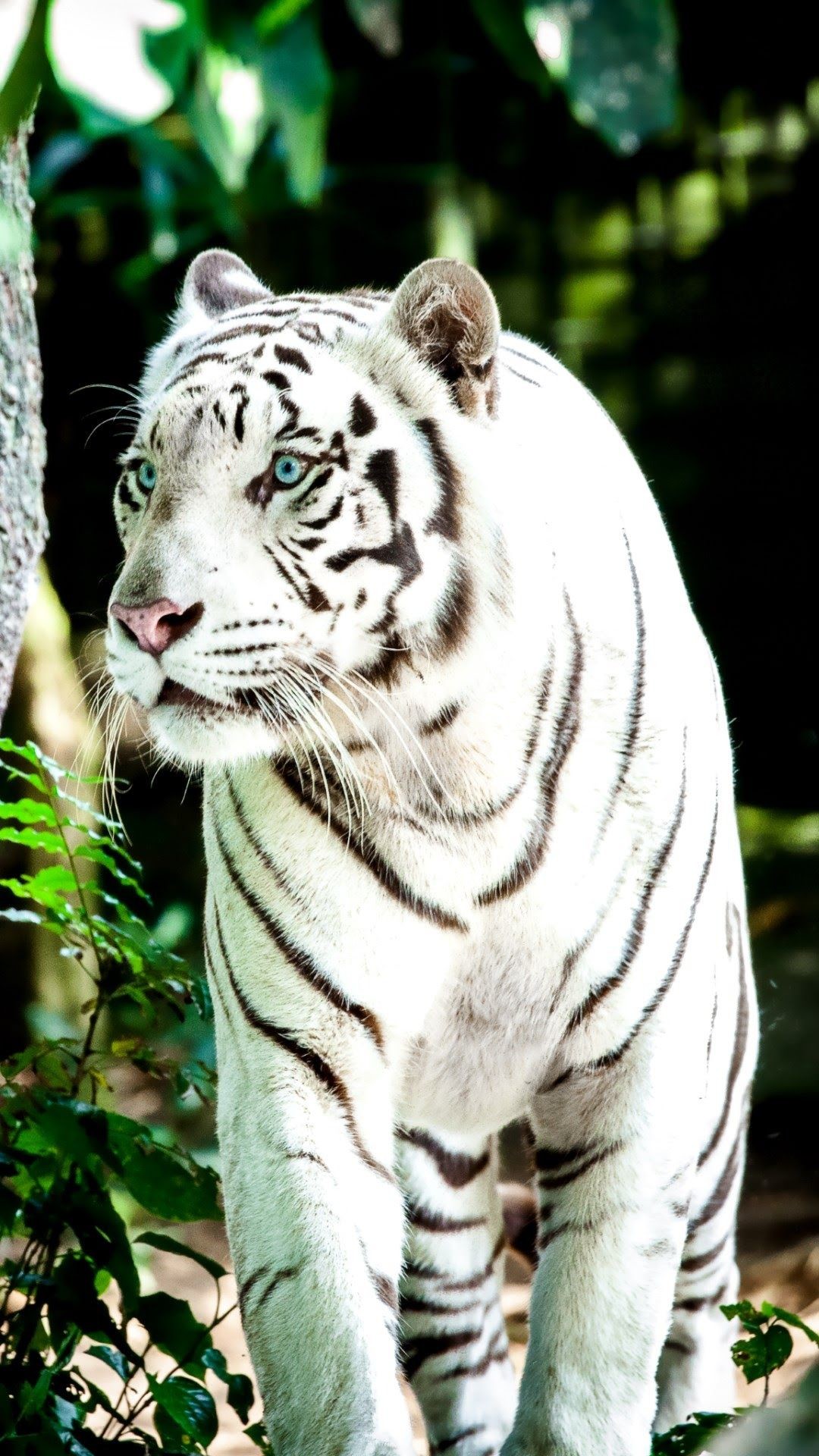 1080x1920  _white Tiger - Скачать на Zege ™ | 0739
