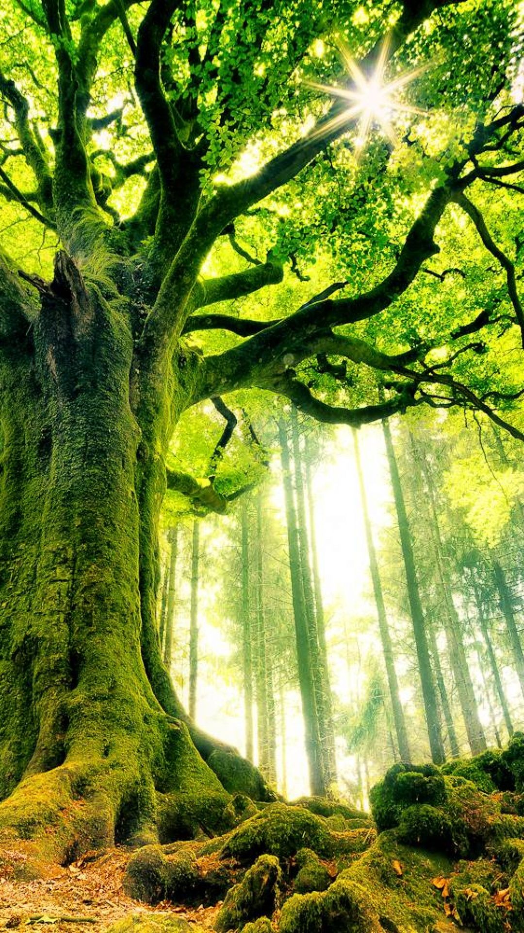 Phone tree