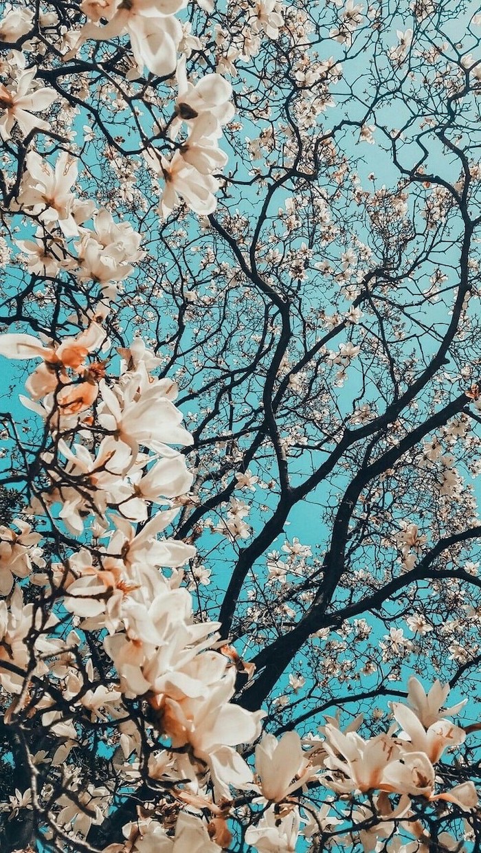 700x1241  Spring wallpaper - 100 красивых изображений, чтобы украсить ваш телефон или компьютер | Архитектура Дизайн  Соревнования Агрегатор 