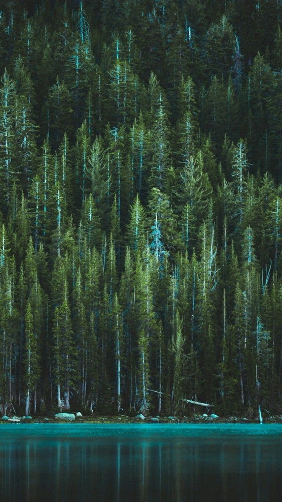 900x1600   Дерево обоев Скачать бесплатно для телефона - Лучшие обои 