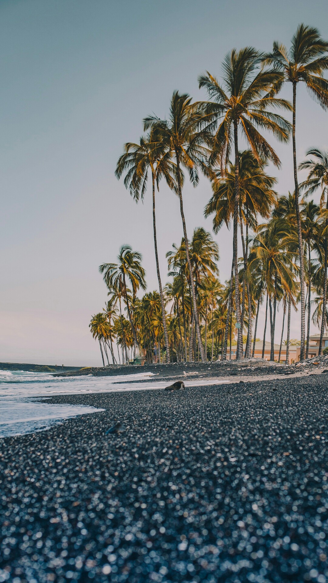 1080x1920   Обои природы высокого разрешения для мобильного телефона с изображением кокосовых пальм на пляже - HD обои | Фон рабочего стола | Обои для мобильного телефона 