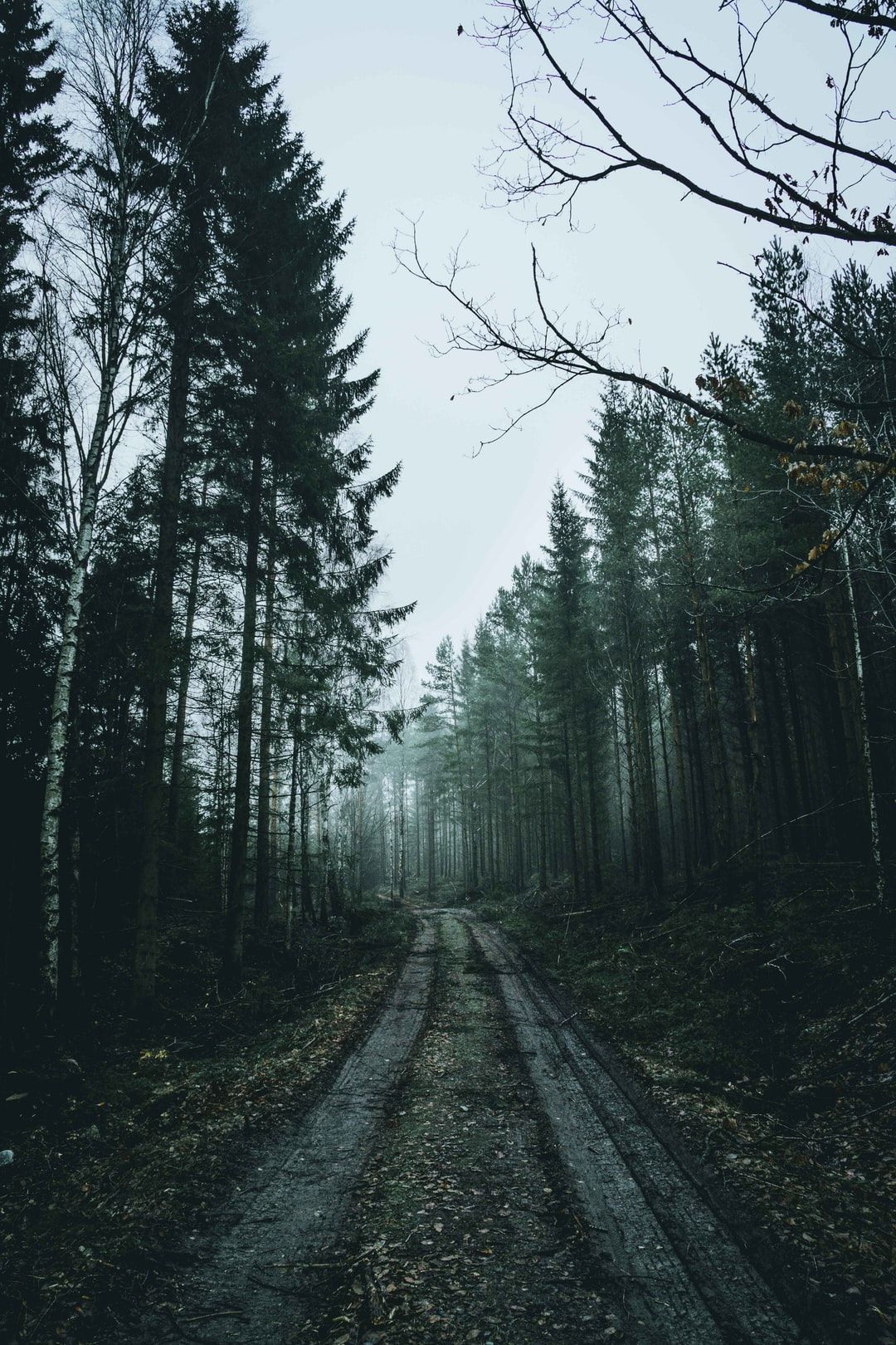 1080x1620  Phone Forest Wallpapers - Лучшие бесплатные лесные фоны для телефонов - WallpaperAccess