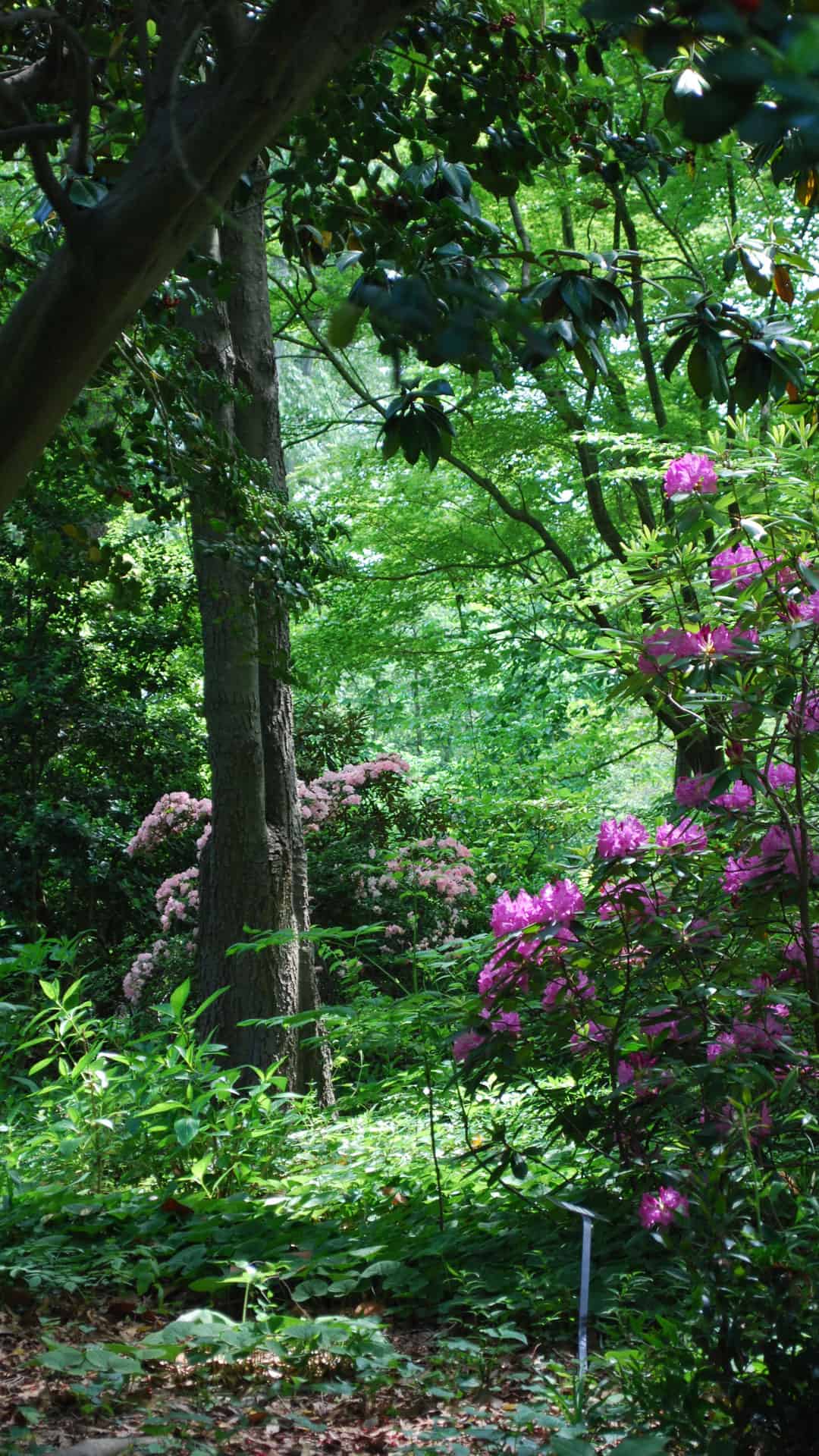 1080x1920   Весенние фоны для вашего телефона! Весенние обои Качество HD! 