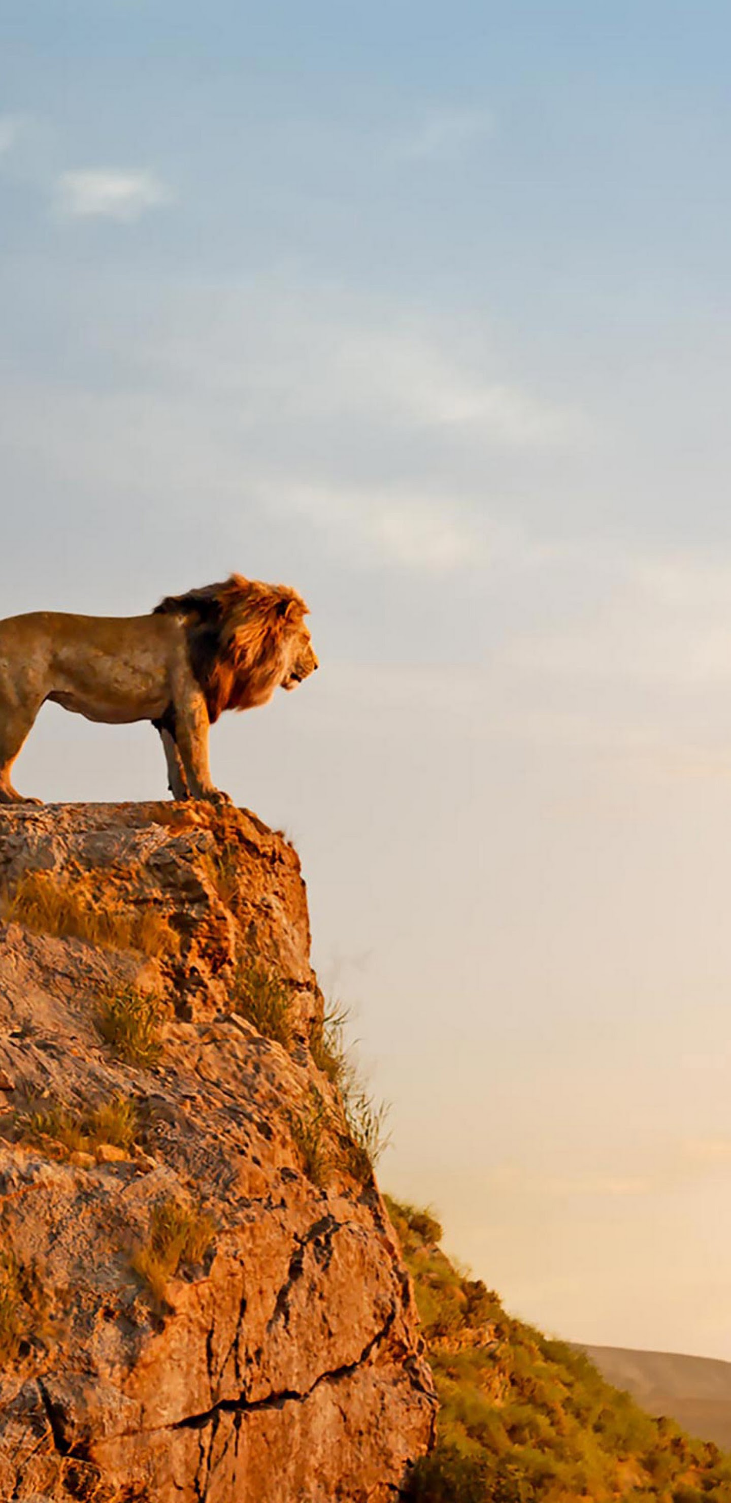 1440x2960  Best Simba iPhone x HD Wallpers - ilikewallpaper