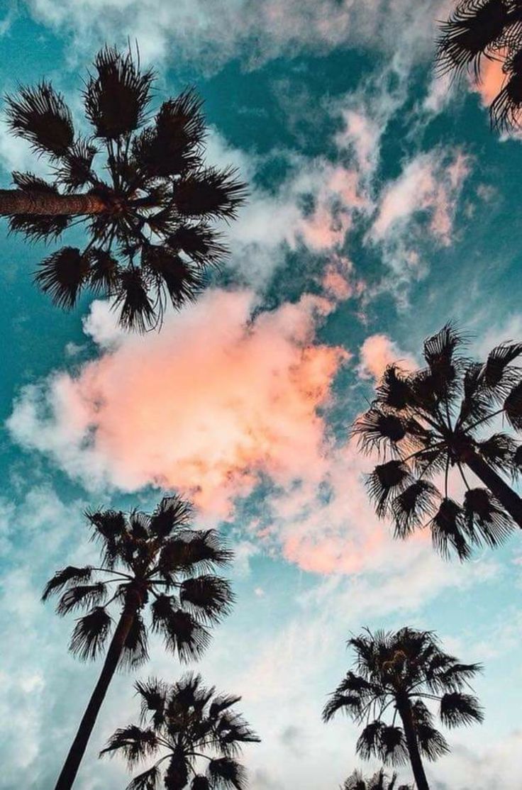 736x1114 Palm Trees Обои для телефона - #Palm #phone #trees #wallpaper | Фотография природы Обои природы Эстетические обои