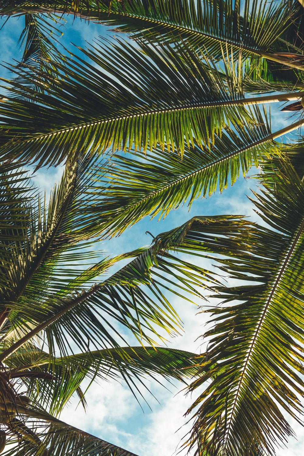 1000x1500 Palm Tree Phone Wallpapers - Лучшие бесплатные фоны для телефонов Palm Tree - WallpaperAccess