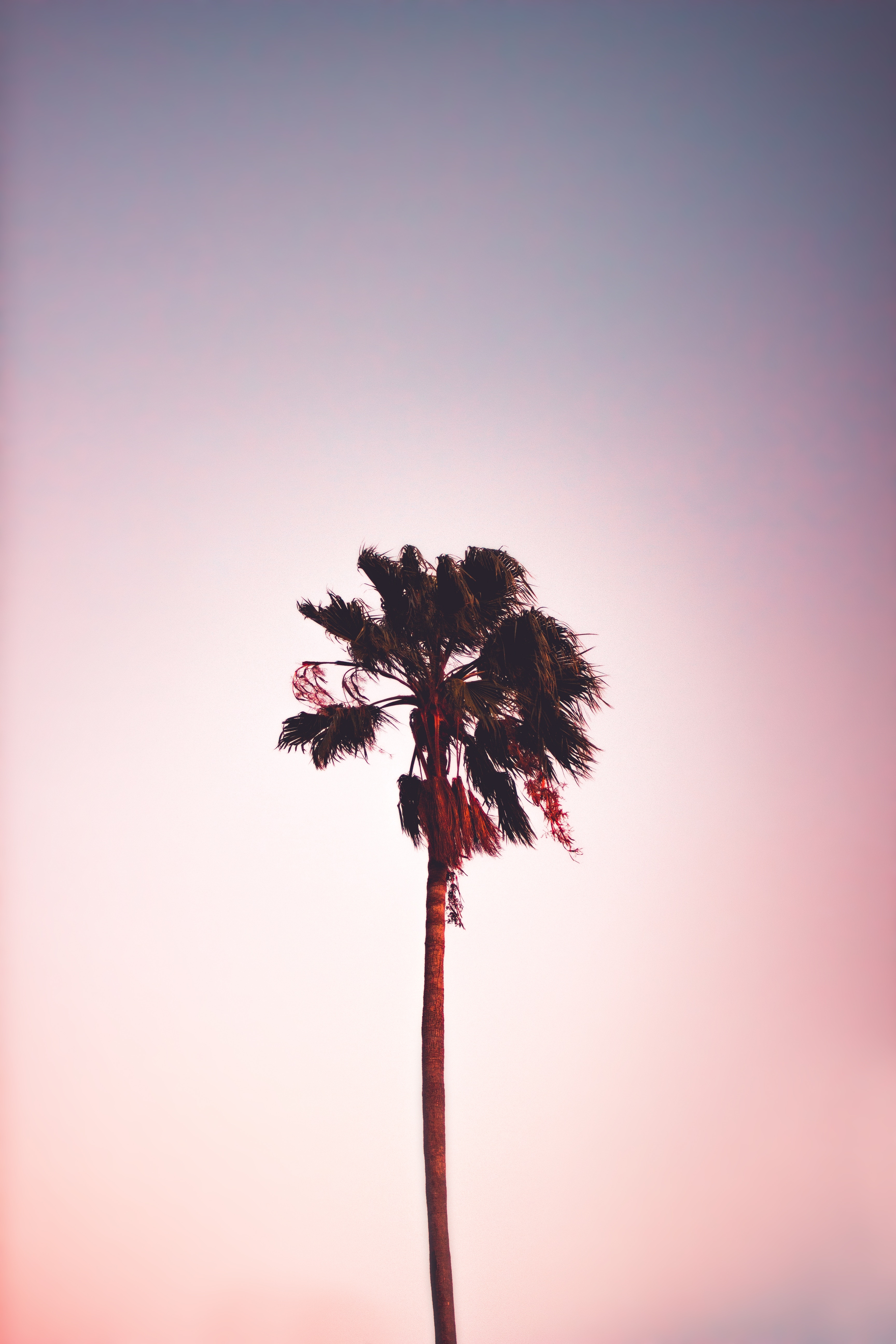 3456x5184 palm tree wallpaper для мобильного фона поют дерево с белым фоном