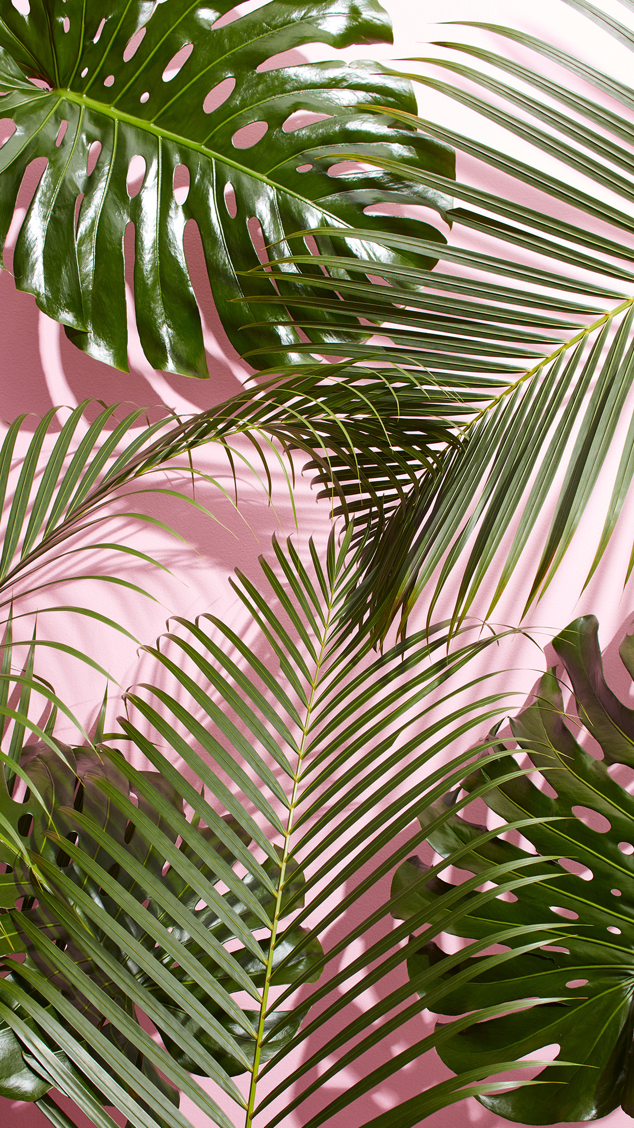 1242x2208 Palm leaves - wallpaper | Обои с листьями Природа обои Узорные обои 