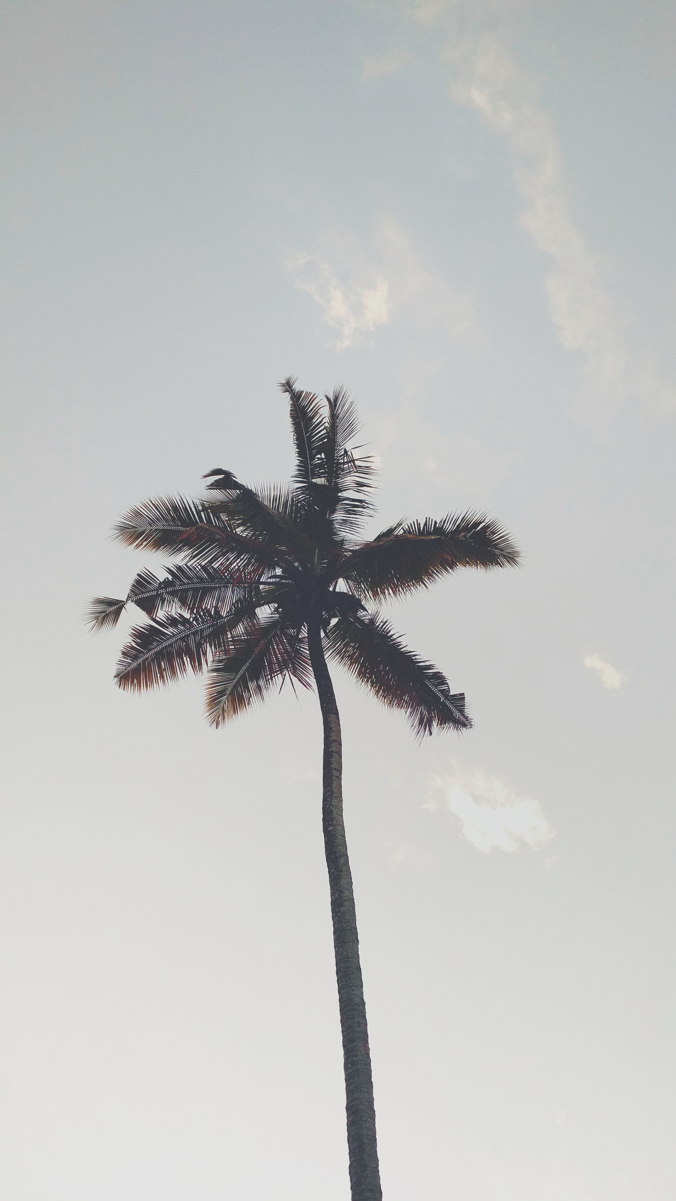 2340x4160 Palm Tree Wallpaper Iphone Xs Max - Paulbabbitt.com 