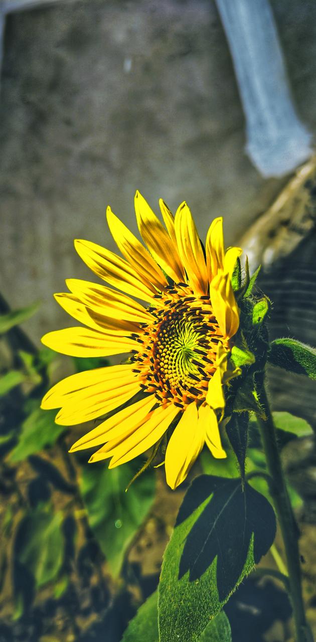 630x1280  hd Poco обои | PeakPX