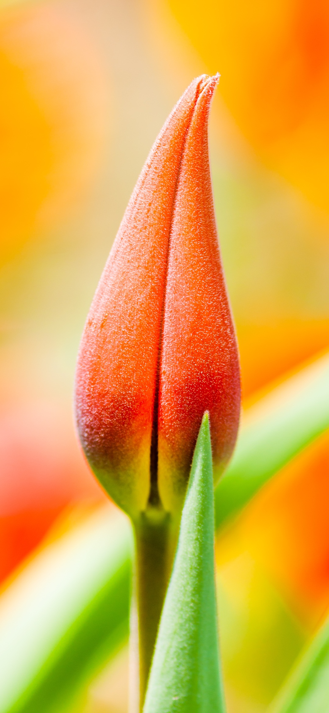 1080x2340  redmi Note 7 Pro Обои - Redmi Note 7 Pro Обои HD - 1080x2340 Обои HD - 1080x2340 - Teahub.io 