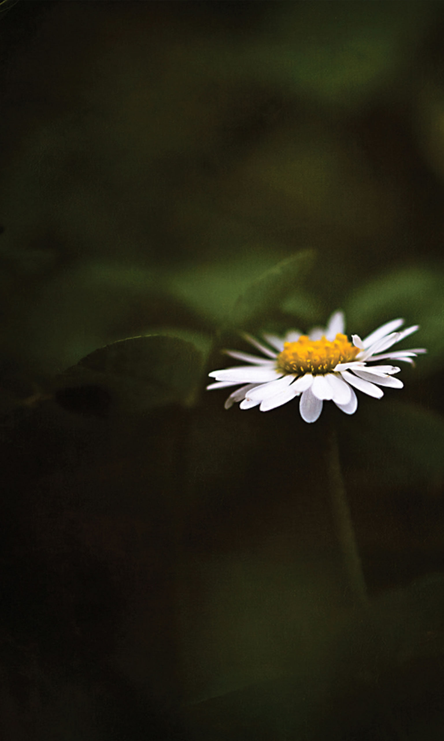 1536x2560  pin на обои 