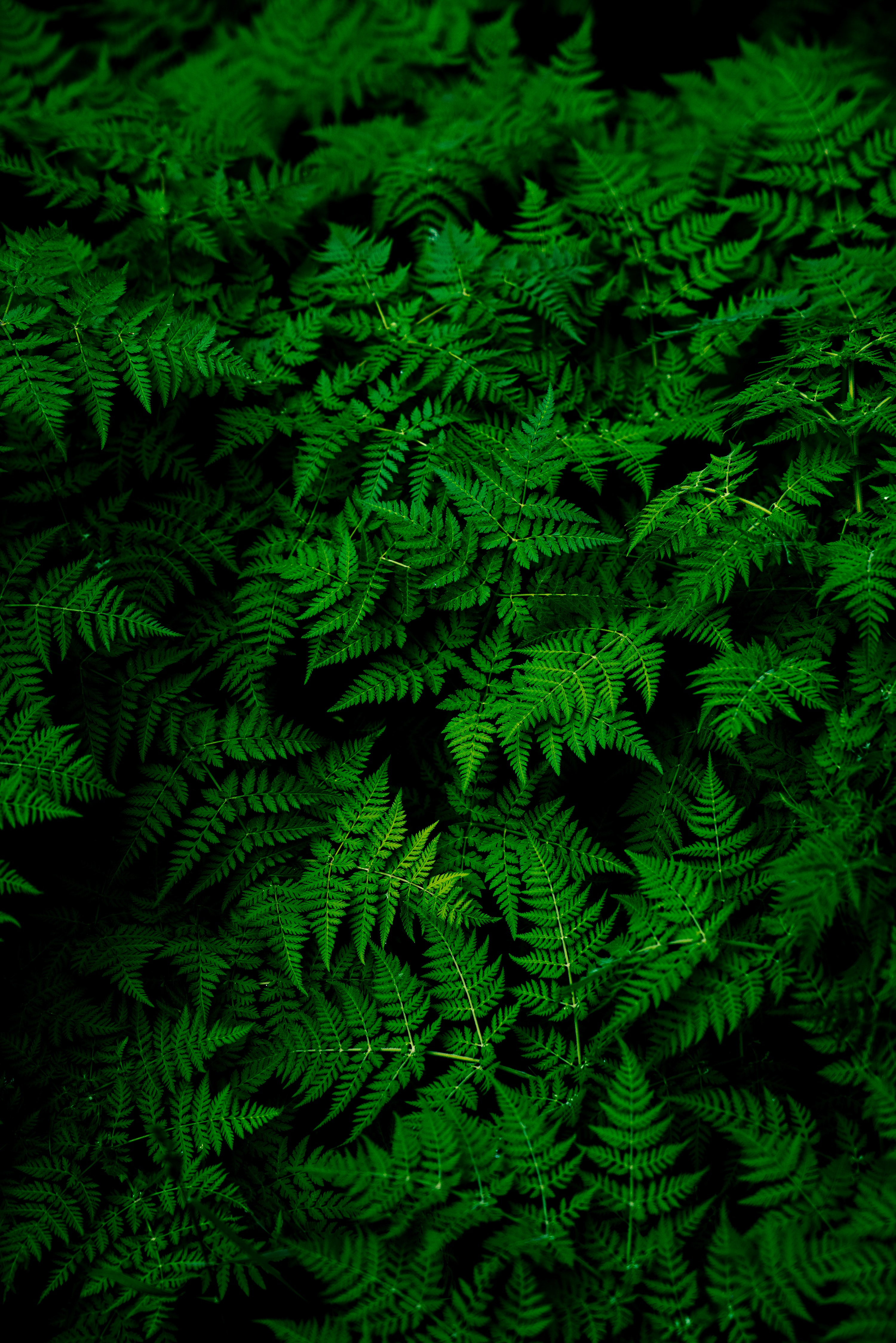 3000x4498 Green Wallpapers: Скачать бесплатно HD [500+ HQ] | Unsplash