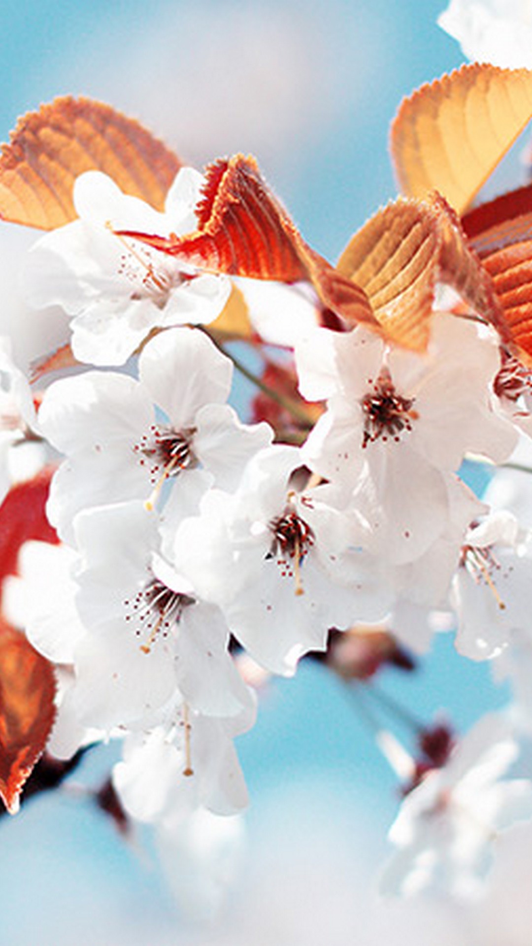 1080x1920  50 iPhone 6 Wallpapers 750x1334 Скачать бесплатно 