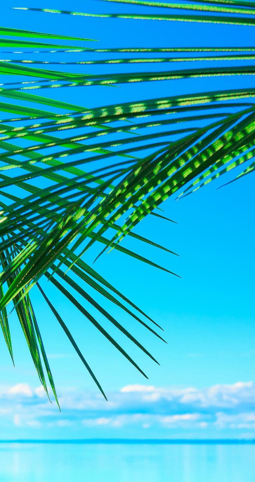 852x1608  6.6. 750x1334 обои - Teahub.io 