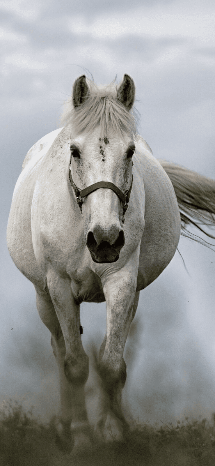 739x1600  download iPhone 11 и iPhone 11 Pro Обои 2021 | Симпатичные обои iPhone