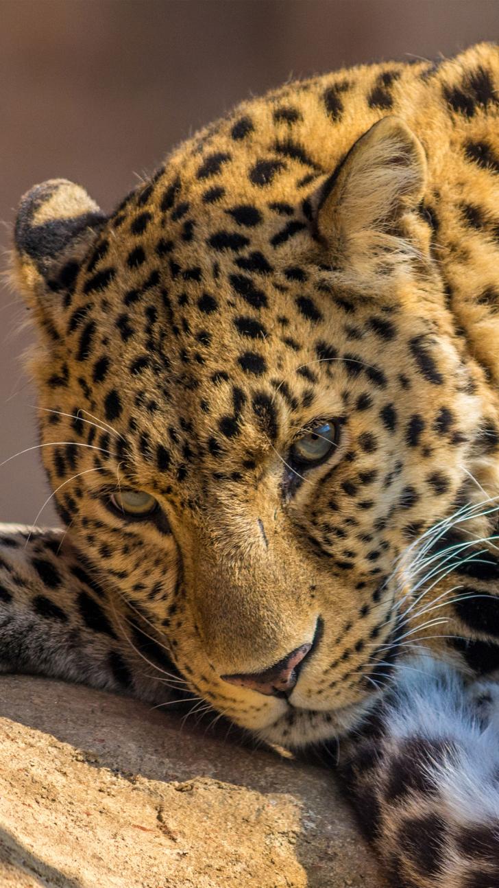 728x1294   Скачать бесплатно Apple iPhone 6 Plus Wallpaper 51 iPhone 6 Plus Wallpapers HD [1080x1920] для вашего рабочего стола, мобильный \ U0026 Tablet | Исследуйте 50+ iPhone 6 Plus Dynamic Wallpapers | Динамические обои iPhone