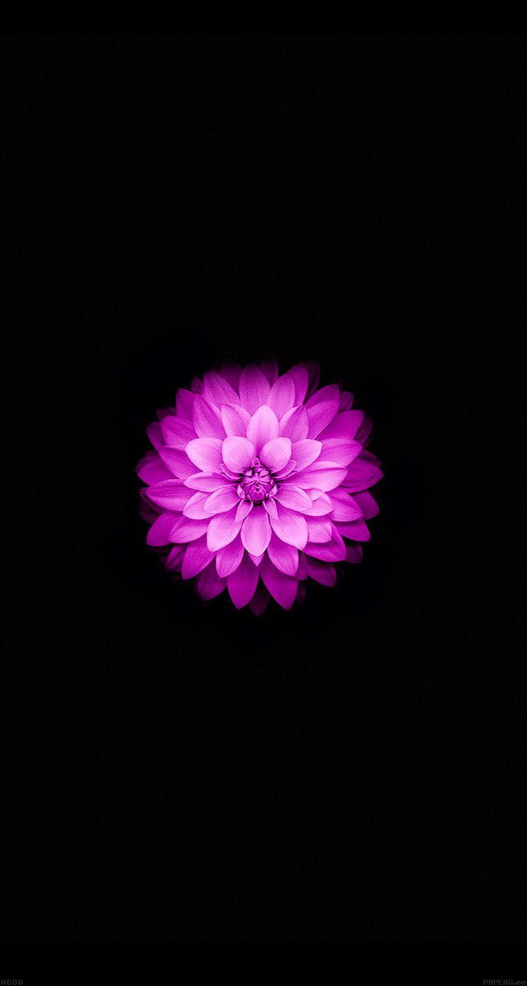 744x1392  iphone 6s Plus Wallpapers Wolf - Wolf-WaLLPAPERS.PRO 