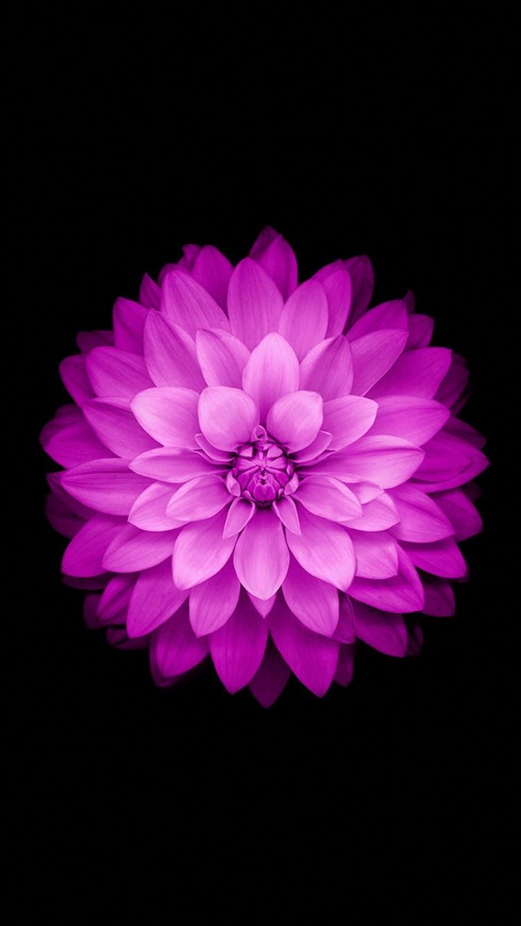 750x1334  iphone 5s HD оригинальные обои - обои для обоев 