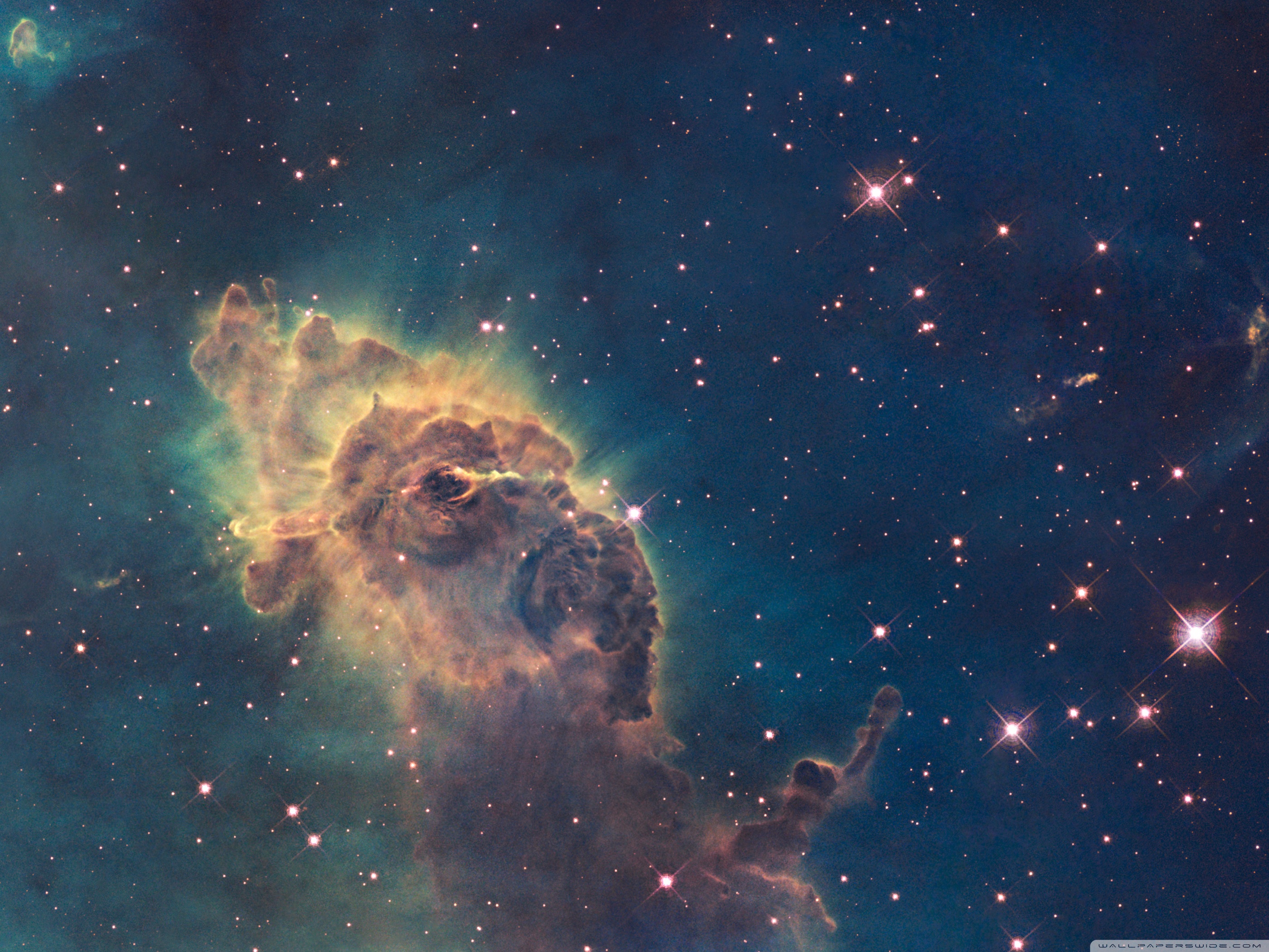 2800x2100  flower iPad обои на WallpaperDog