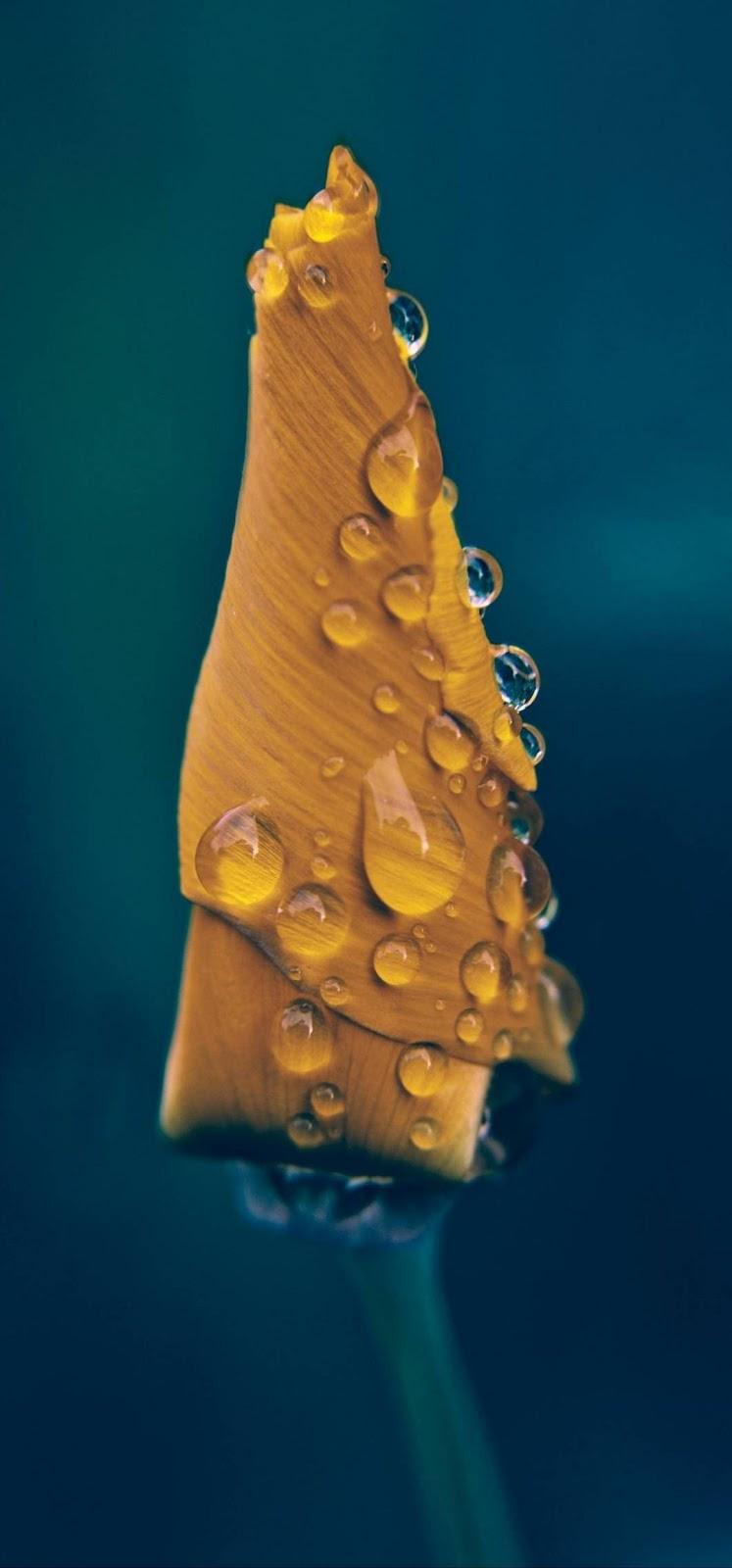 747x1600  Huawei P30 lite Wallpapers - Top Free Huawei P30 lite Backgrounds -  WallpaperAccess