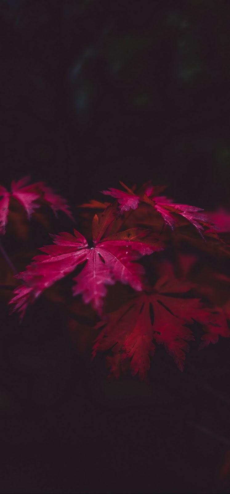 747x1600  Huawei P30 Lite Hd - 1080x2280 Wallpaper - teahub.io