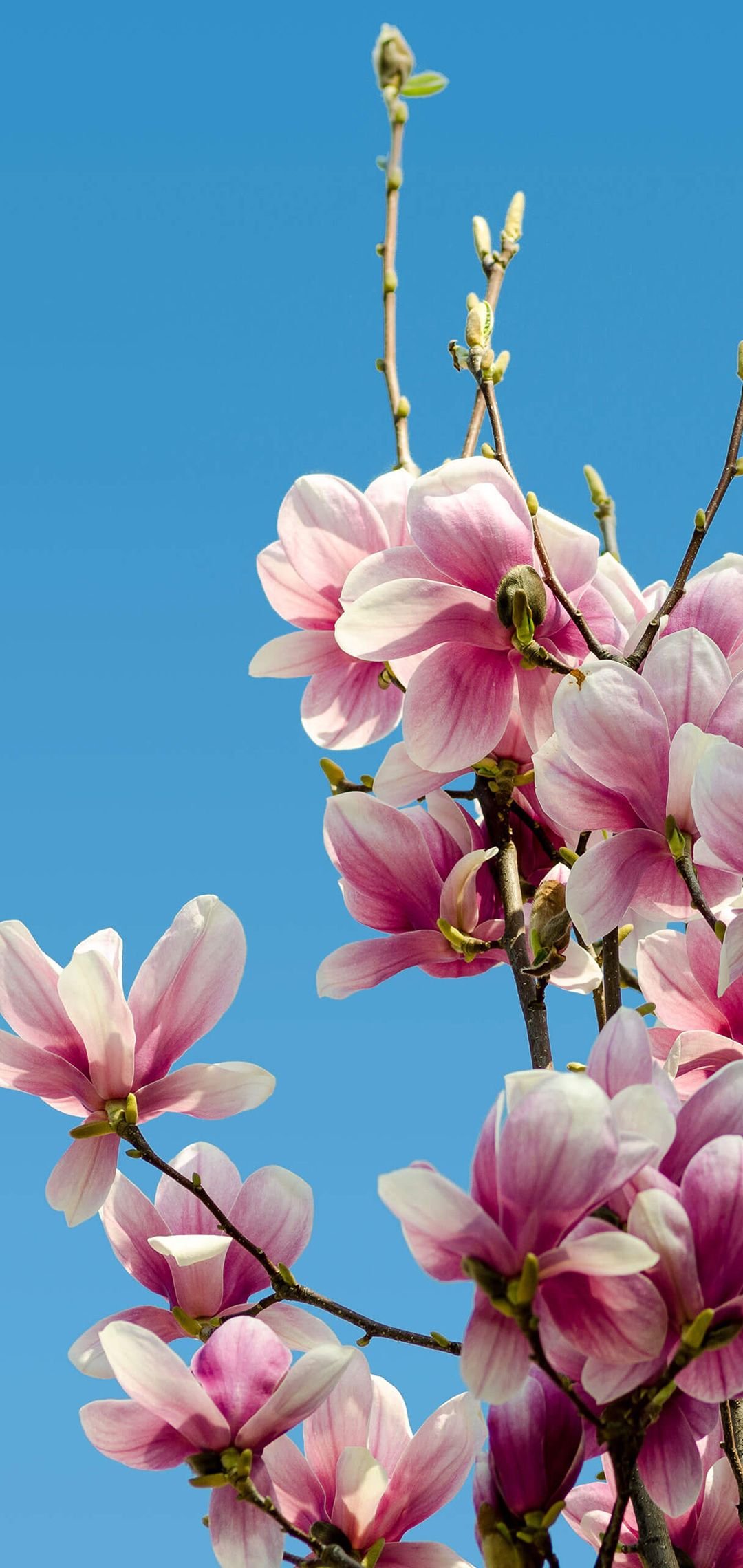 1080x2280  huawei p20 pro для md03 обои ночь космос ночь - звезда (# 15473) - hd wallpaper \ u0026 backgrounds download