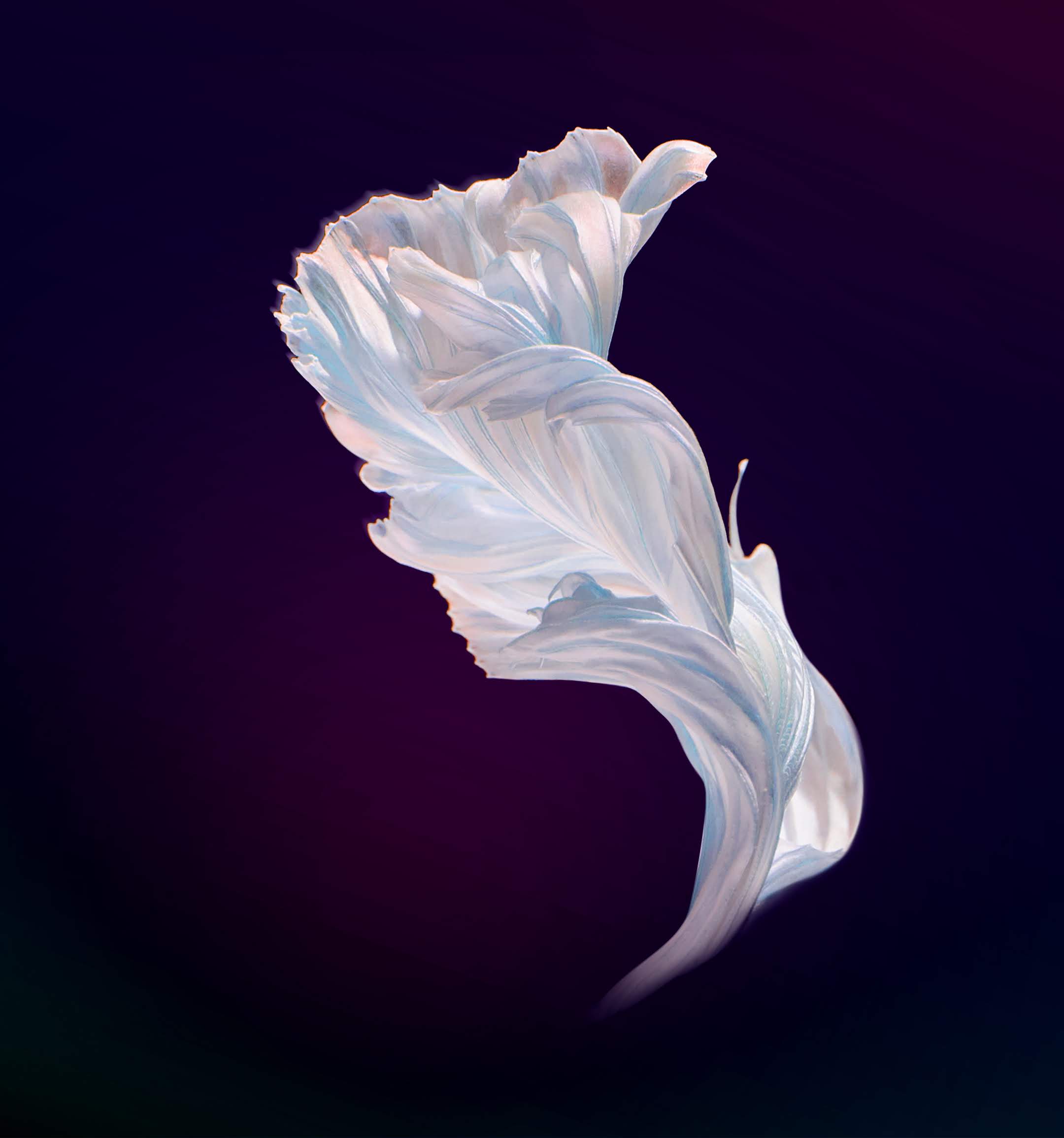 2160x2310   ✓ [2860+] Скачать официальные обои Huawei Nova 6 5G! Full HD - Android / iPhone HD обои фона Скачать обои HD И фон - обои для обоев DEN